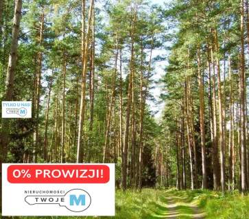 Na sprzedaż las o powierzchni 43,1ha gm.Chmielnik