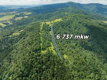 Las w Krościenku nad Dunajcem