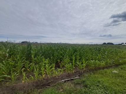 Działka rolno-inwestycyjna o powierzchni 4,03 ha, Blizanówek