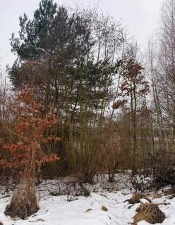 Syndyk sprzeda działki budowlane nad jeziorem w Brodnicy