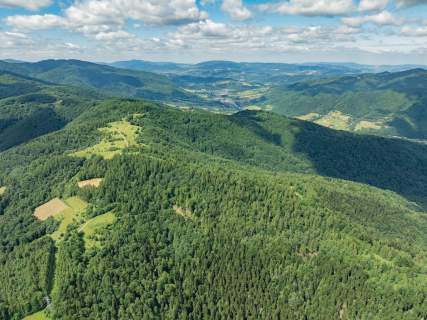 Las w Krościenku nad Dunajcem