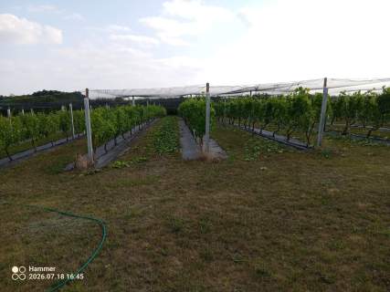 Działka z WZ, linią brzegową jeziora i winnicą