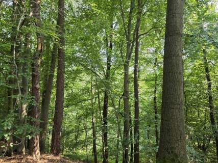 Twój prywatny las blisko Tarnowa - 98 arów spokoju i natury 