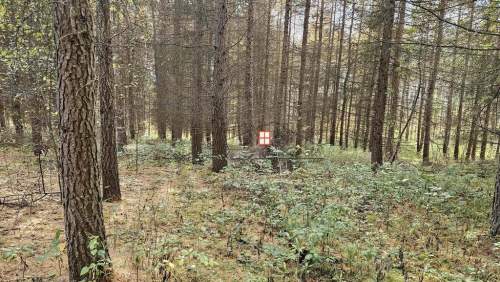 Na sprzedaż wyjątkowy kompleks leśny 15,43 h las
