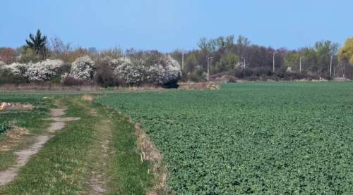 4691 m2 DZIAŁKA Wrocław PAWŁOWICE super inwestycja