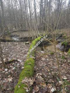  2500 m2 urokliwa działka przy lesie z MPZP 