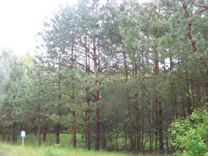 Wszebory 481