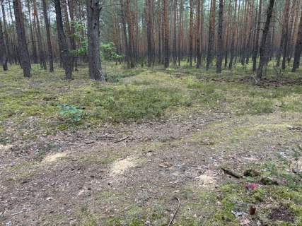 Działka leśna w Ryni, gmina Dobre 6 379 m