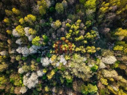 3,33 ha z lasem i strumykiem - teren pod zabudowę