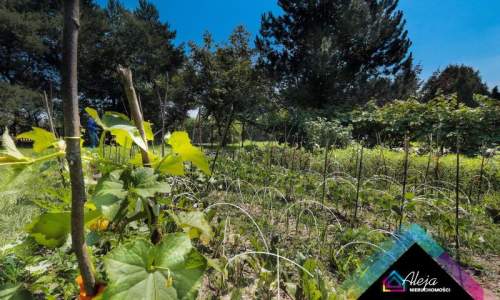 Oryginalny dom ze stawem i lasem ok 6300m2 działki