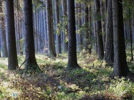 Na sprzedaż las o powierzchni 43,1ha gm.Chmielnik