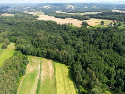 Twój prywatny las blisko Tarnowa - 98 arów spokoju i natury 