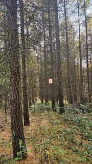 Na sprzedaż wyjątkowy kompleks leśny 15,43 h las