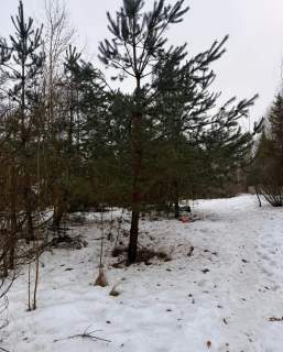 Syndyk sprzeda działki budowlane nad jeziorem w Brodnicy