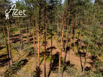 Las mieszany 5,68 ha starodrzew i młoda brzoza
