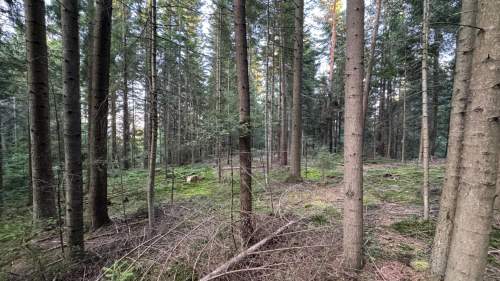 Działka leśna 20 700 m Kasina Wielka