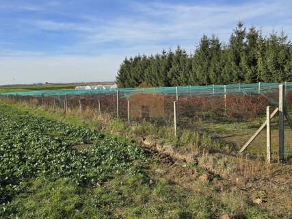 Działka budowlana z plantacją borówek gratis.