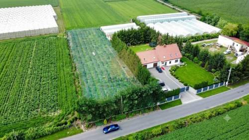 Działka budowlana z plantacją borówek gratis.