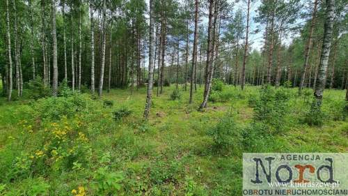 DZIAŁKA BUDOWLANA, GORCZYCA, PŁASKA, LAS
