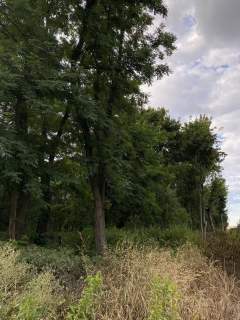 Działka budowlana 20 arów, UZBROJONA Staw, gm. Czarnożyły