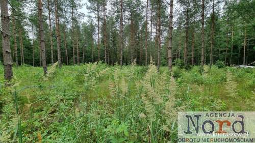 DZIAŁKA BUDOWLANA, GORCZYCA, PŁASKA, LAS
