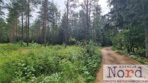 DZIAŁKA BUDOWLANA, GORCZYCA, PŁASKA, LAS