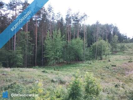 Działki budowlane w lesie nad wodą warmińsko-mazurskie