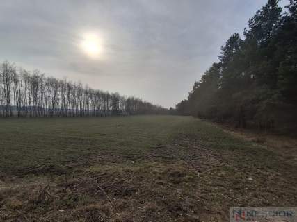 Dwie działki budowlane po 1000 m w Boroszkowie