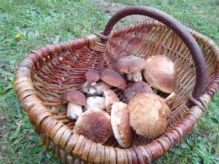 Działkę rolno-budowlaną w Bysławiu w Borach Tuchol, sprzedam
