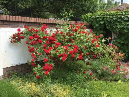 CIEKAWY ROZKŁAD POMIESZCZEŃ PIĘKNY OGRÓD