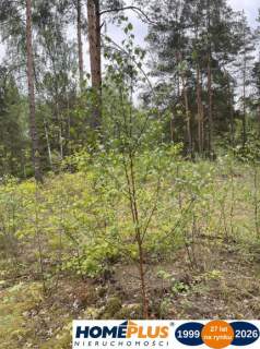 Działka w lesie 2064 m - letniskowa i całoroczna