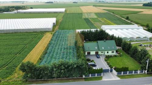 Działka budowlana z plantacją borówek gratis.
