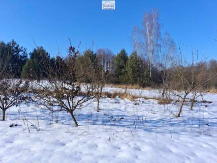 Dom i budynki , 6,5 ha gruntów , gmina Gnojno , pow. Buski ,...