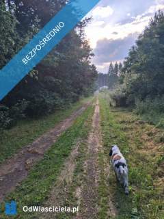 Działka budowlana, przy lesie, na sprzedaż, 800m2, 12 km od Kielc,...