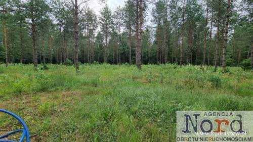 DZIAŁKA BUDOWLANA, GORCZYCA, PŁASKA, LAS
