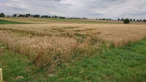 Działka inwestycyjna na sprzedaż, 18186 m2, Werbkowice