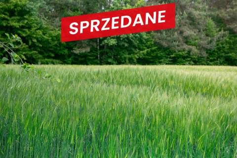 Na sprzedaż działka 79 arów- Domosławice