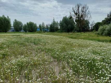 Działka inwestycyjna na sprzedaż, 3000 m2, Malbork