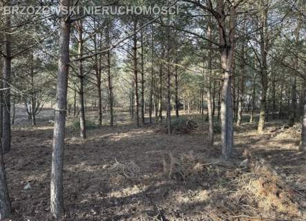 Jabłonna, Trzciany, 1610 m2, MPZP mieszkaniowa