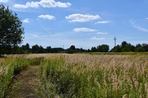 Działka rolna 43a - Strażów