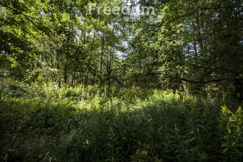 Las na sprzedaż   Rakszawa, 19 ar