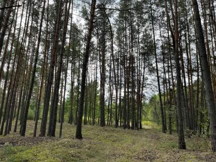 Działka rolna z samosiejkami