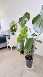2 pokoje po remoncie Balkon Piwnica I Santocka