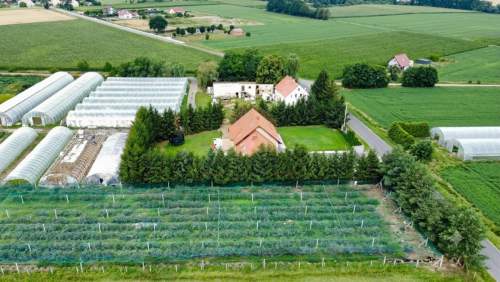 Działka budowlana z plantacją borówek gratis.