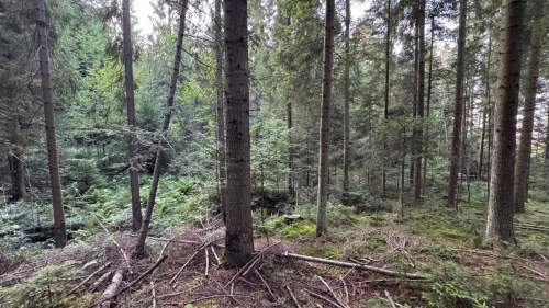 Działka leśna 20 700 m Kasina Wielka