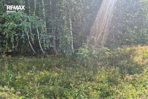 Cisza, las i górski klimat