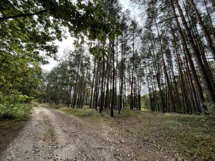 Działka rolna z samosiejkami