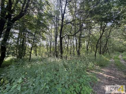 Duża działka z lasem , ponad 1,80 ha