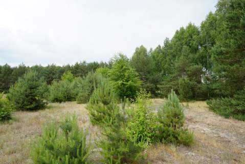 Wólka Smolana, gm. Brochów, 5 działek