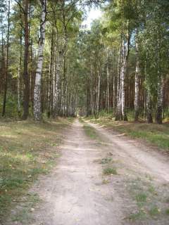 Działka leśna na sprzedaż Trojaczek